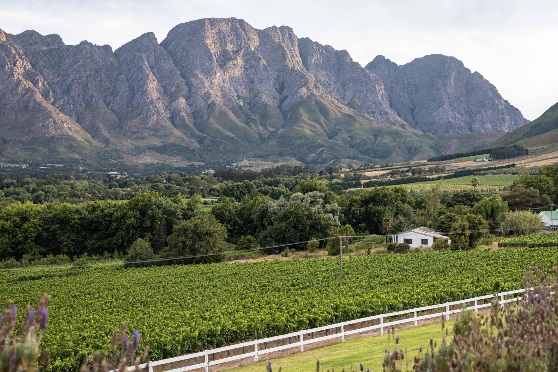 Elegant Shiraz Room with Vineyard & Mountain Views 1037